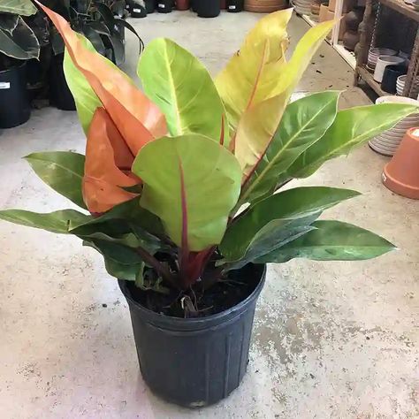 Philodendron Prince Of Orange, Philodendron Selloum, Philodendron Verrucosum Amazon Sunset, Philodendron Melanochrysum, Philodendron Orange Marmalade, Prince Of Orange, Prince, Orange, Plants