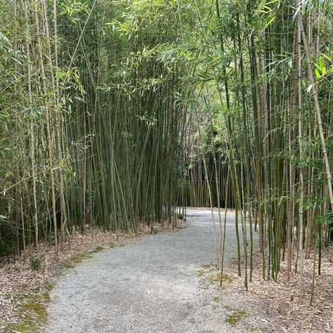 Bamboo forest with winding path, garden aesthetics, Instagram filler, Japan, VSCO, picture ideas, Garden Entrance Gate, Garden Aesthetics, Victorian Greenhouses, Princess Kaguya, Hawaii House, Winding Path, Bamboo Garden, Hawaii Homes, Bamboo Tree