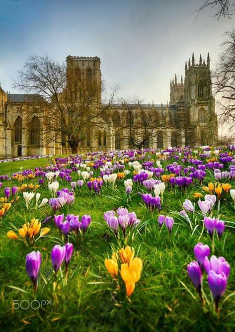 Springtime by York Minster in York, England. Spring In England, Pictures Of England, York Uk, York England, Church Pictures, York Minster, Quaint Cottage, Exotic Beaches, Morning Sunrise