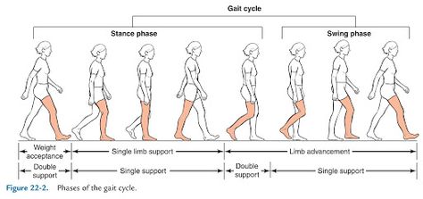 narrow varus gait - Google Search Gait Cycle, Easy Yoga Workouts, Yoga Workouts, Easy Yoga, Anatomy And Physiology, Neurology, Anatomy, Gate, Lab