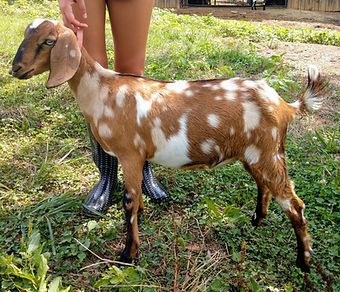 Mini Nubian Goats For Sale | NC | Oak Spring Meadows Farm Nubian Goats Pictures, Miniature Nubian Goats, Mini Nubian Goats, Nubian Goats, Goat Breeds, Goat Playground, Goats For Sale, Porch Goose, Goat Picture