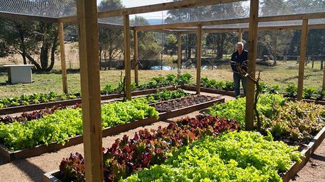 Enclosed Garden Structures, Garden Ideas Vegetable, Fall Vegetables To Plant, Enclosed Garden, Play Garden, Vertical Herb Garden, Back Garden Design, Vegetable Garden Design, Garden Fencing