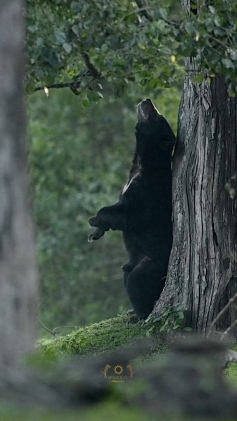 shaazjung on Instagram: The Bear Necessities 🐻 . . #shaazjung #wildlife #nature #bear #instagram #reels #jungle #therealjunglebook Jungle Wildlife, Bear Instagram, Kingdom Animalia, Animal Nature, Nature Sounds, Wildlife Nature, Ap Art, Instagram Reels, The Bear