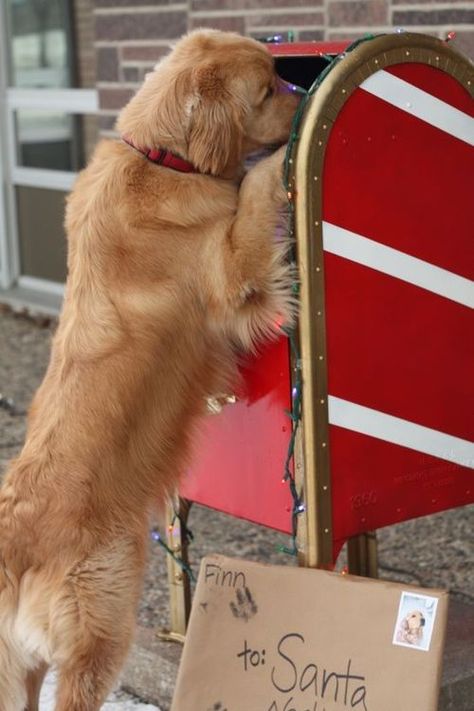 For Santa Funny Christmas Pictures, A Golden Retriever, Santa Paws, Golden Retriever Puppy, Dogs Golden Retriever, Noel Christmas, Retriever Dog, Golden Retrievers, Funny Cartoon