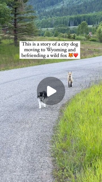 Animal Lovers Community on Instagram: "Such a heartwarming story 🥺 ❤️  📸 @katmaihusk_bengal" Mini Huskies, Animal Inspiration, City Dog, Pet Fox, Heartwarming Stories, Dogs Of The World, Cute Cats And Dogs, Animal Lovers, Animals Friends