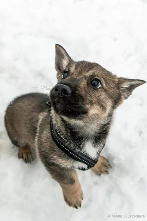 Meet the Swedish Vallhund, a Dog That Looks Like a Corgi Fell in Love With a Wolf - Tap the pin for the most adorable pawtastic fur baby apparel! You'll love the dog clothes and cat clothes! <3 Swedish Vallhund Puppy, Dogs In Clothes, Dog Training Barking, Dogs Aesthetic, Swedish Vallhund, Dogs Clothes, Ideas For Dogs, Pet Videos, Dog Video