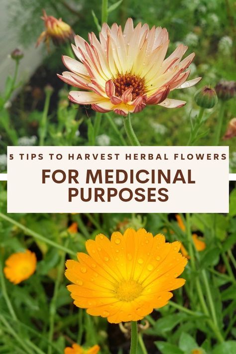 5 Tips to Harvest Herbal Flowers for Medicinal Purposes – Melissa K. Norris Herbal Flowers, Harvest Herbs, Growing Herbs In Pots, Medicinal Herb Garden, Melissa K Norris, Medicinal Herbs Garden, Modern Homesteading, Harvesting Herbs, Herb Garden Design