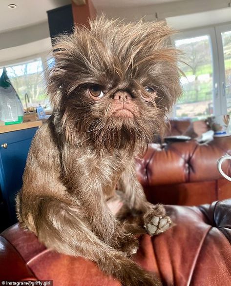 Brussels Griffon Dog, Brussel Griffon Dogs, Griffin Dog, Brussels Griffon Puppies, Brussel Griffon, Funny Animal Art, Brussels Griffons, Grumpy Dog, Perro Shih Tzu