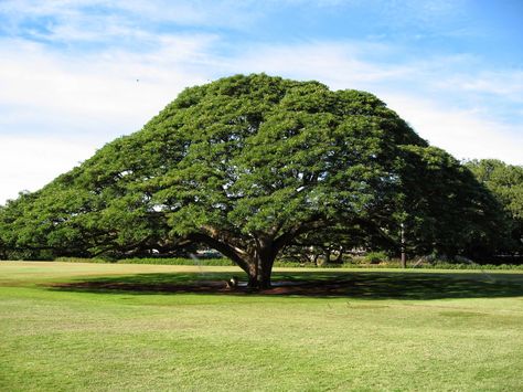 Samanea Saman, Rain Tree, Weird Trees, Magical Tree, Silk Tree, Giant Tree, Old Trees, Garden Park, Unique Trees