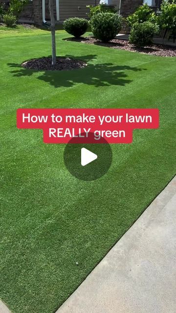 Bermuda Dad | Chris Lazo on Instagram: "Ever wonder how people seem to get their lawns really green? I dont mean kind of green, but GREEN. They’re almost always going to be using IRON. In this video, I show the effect of Darker Green Liquid Iron by @simplelawnsolutions on my grass after only 5 days. Wanna try? Nab that discount by going to the l|nk in my b|0 #lawncare #lawnmaintenance #lawncarelife #bermudagrass" Grass Care Tips Green Lawn, Green Lawn Tips Yards, Front Lawn Ideas, Front Lawn Landscape Ideas, Bermuda Grass Lawn, How To Grow Grass, Grass Edging, Front Lawn Landscaping, Landscaping Around Trees