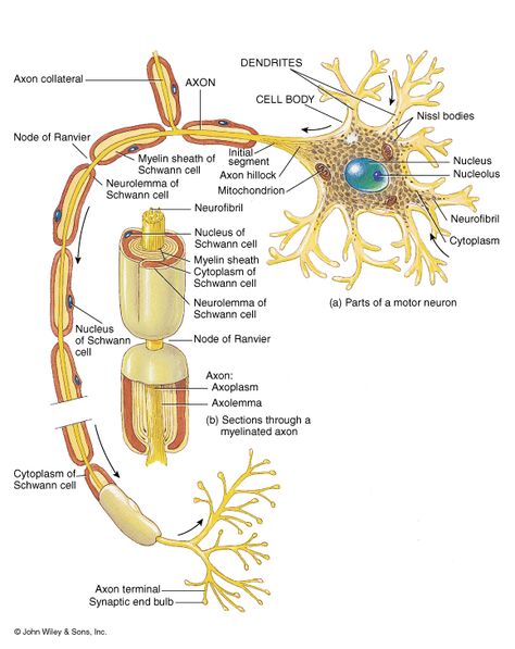 Neuron Anatomy, Neuron Diagram, Brain Anatomy And Function, Types Of Neurons, Nervous System Anatomy, Cell Diagram, Biology Projects, Biology Classroom, Basic Anatomy And Physiology