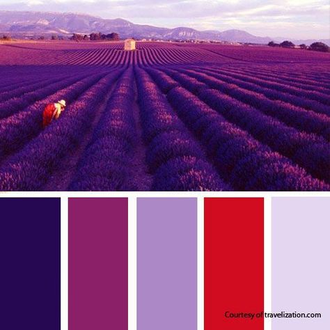 Purple Succulent Wedding, Bathroom Colors Schemes, Wedding Color Schemes Summer, Succulent Painting, Purple Palette, Purple Color Schemes, Purple Succulents, Purple Color Palettes, Bathroom Color Schemes