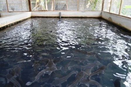 This Article Titled How to Start Fish Farming Business in South Africa belongs to Wiki SA https://wikisouthafrica.co.za/ There are so many information on the internet on how to start fish farming in South Africa but few are detailed enough to really assist aspiring fish farmer to get started. I will be endeavor to make this article as detailed as possible and hope that other experienced fish farmer will add to it as […] Wiki SA The Post How to Start Fish Farming Business in South Africa ap Catfish Farming, Feasibility Study, Farming Business, Fish Farming, Catfish, Business Plan, Business Planning, Farmer, South Africa