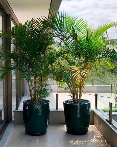 As for hashtags, here are some relevant ones you might use on social media to connect with fellow plant enthusiasts:

#IndoorPlants
#PlantDecor
#UrbanJungle
#HouseplantClub
#IndoorGarden
#PlantParent
#GreenThumb
#PlantLife
#PlantObsessed
#BotanicalDecor Big Pot Plants Outdoor, Big Pots For Plants Ideas, Home Interior Design 2023, Plants Ideas Indoor, Modern Indoor Plants, Indoor Plants Decor Ideas, Plants For Decoration, 2023 Home Interior, Indoor Plants Decor