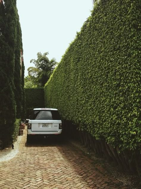 Boxwood Driveway, Hedge Driveway, Driveway Hedge, Boxwood Fence, Brick Herringbone, Car Driveway, Bricks Design, Privacy Hedges, Hedge Wall