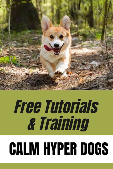 How to Calm a Hyper Dog How To Train A Hyper Dog, How To Teach Your Puppy Not To Jump, Hyperactive Dog, Training Your Dog Not To Jump, Hyper Dog, Dog Training Aggression, Dog Teaching Training Tips, Dog Behavior Problems, Dog Training Techniques