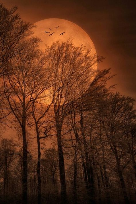 Brown moon Shoot The Moon, Moon Shadow, Moon Photos, Image Nature, Moon Pictures, The Full Moon, Beautiful Moon, Harvest Moon, Over It