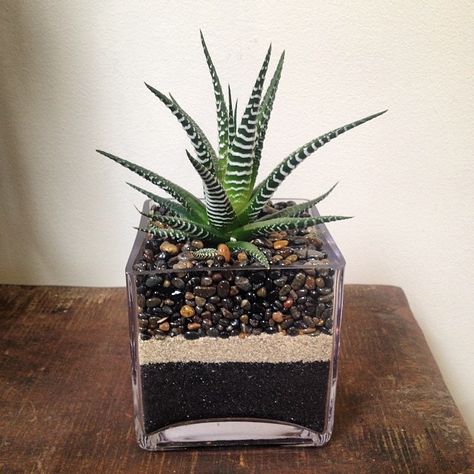 Instagram post by @thejuicyleaf • Jun 5, 2014 at 9:04pm UTC Pebble Planter, Zebra Cactus, Succulents In Glass, Succulent Centerpieces, Succulent Gardening, Succulents In Containers, Succulents Indoor, Succulent Terrarium, Succulent Arrangements