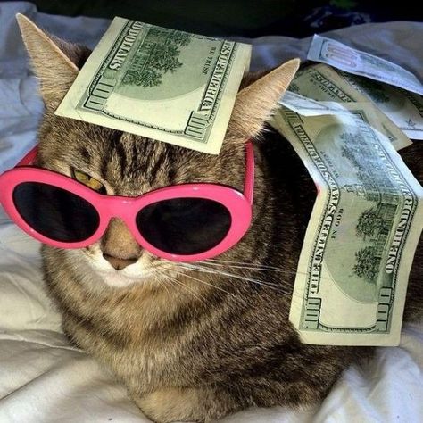 Sunglasses Meme, Funny Celebrity Pics, Trippy Cat, Cat Wearing Glasses, Gatos Cool, Trippy Cartoon, Funny Sunglasses, Funny Glasses, Cat Glasses