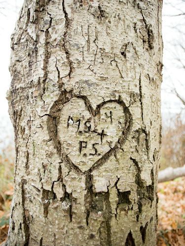 Tree Carving Initials, Childhood Sweethearts, Tree Texture, Tattoo Tree, Willow Tree Figurines, Dark Tree, Tree Textures, Cool Tree Houses, Live Oak Trees