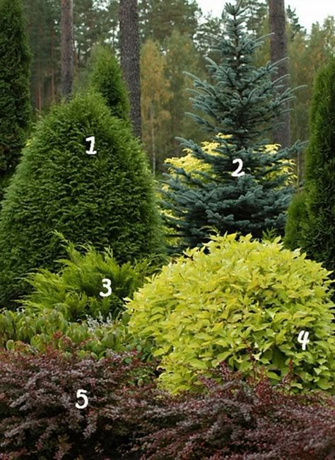 Conifer Garden, Conifers Garden, Evergreen Landscape, Ideas Jardin, Landscape Design Drawings, Manor Garden, Evergreen Garden, Privacy Landscaping, Garden Shrubs