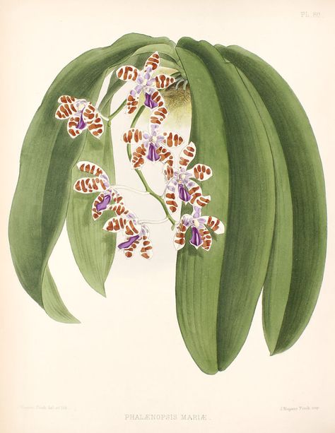 Phalaenopsis mariae234 - R. Warner & B.S. Williams - The Orchid Album - Wikimedia Commons Tattoo Above Knee, Floral Illustration Art, Plant Illustrations, Orchid Tattoo, Tropical Illustration, The Orchid, Botanical Illustrations, Floral Illustration, Plant Illustration