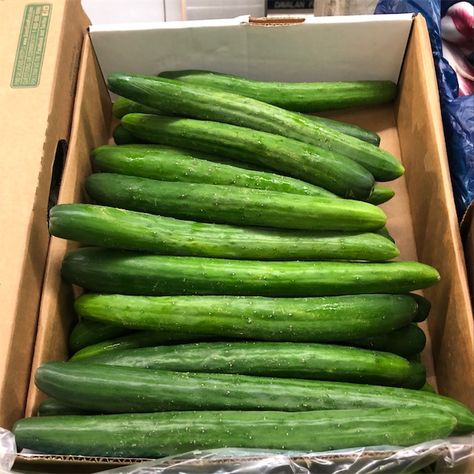 Japanese Cucumber Information and Facts Different Types Of Cucumbers, Japanese Pickles Cucumbers, Cucumber Japanese Recipe, Japanese Cucumber Salad Vinegar, Cucumber Nutrition Facts, Japanese Cucumber, Choy Sum, Pigeon Peas, Ghost Plant