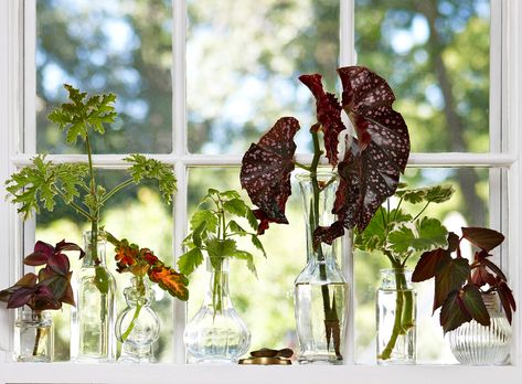 Growing new plants from cuttings is easy, fun, and costs next to nothing. Plant Clippings, Plants From Cuttings, Herb Wreath, Wine Wrap, Indoor House Plants, Beautiful Terrariums, Wooden Plant Stands, Wood Plant Stand, Plant Decor Indoor