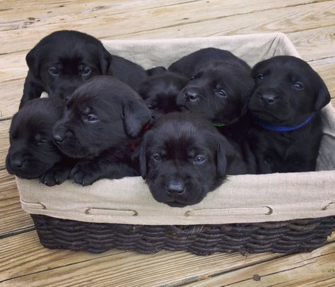 2 week old black lab puppies Black Puppies, Labrador Noir, Black Labrador Retriever, Black Lab Puppies, Labrador Retriever Puppies, Lab Puppies, Labrador Puppy, Labrador Retriever Dog, Retriever Puppy