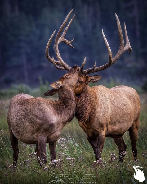 July Moon, May I Stand Unshaken, Cow Elk, Elk Photo, Bull Elk, Moon Wedding, Animal References, I Stand, Animal Love