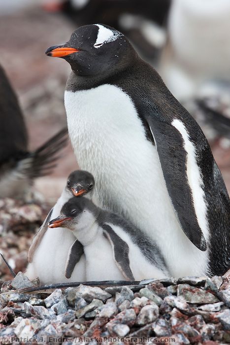 Gentoo penguin colony, Peterman Island, western Antarctic Peninsula. Antarctic Peninsula, Gentoo Penguin, Penguin Love, Cute Penguins, Mothers Love, 귀여운 동물, Beautiful Creatures, Beautiful Birds, Animal Kingdom