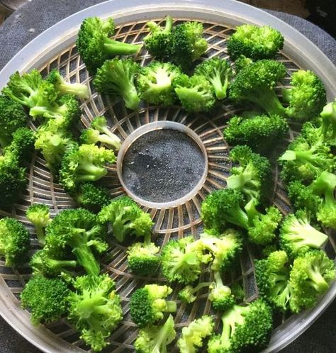 Dehydrating broccoli for long term storage. Dehydrating Broccoli, Courgette Cake Recipe, Red Cabbage Soup, Extreme Cheapskates, Red Cabbage Recipes, Provident Living, Dehydrating Food, Dehydrated Vegetables, Yogurt Bites