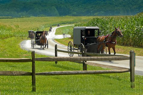 Lancaster, Pennsylvania - Amish country Minnesota Humor, Amish Village, Amish Country Pennsylvania, Amish Country Ohio, Amish Buggy, Amish Pennsylvania, Amish Lifestyle, Pennsylvania Dutch Country, Amish Living