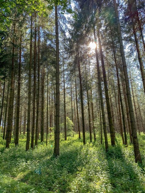 Thetford Forest - Norfolk UK. [OC] [3024x4032] Thetford Forest, Norfolk Uk, National Photography, Pine Forest, Travel Sites, Landscape Photographers, Norfolk, Travel Photos, Europe Travel