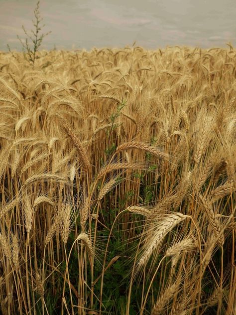 Harvest Season Aesthetic, Harvest Aesthetic, Pagan Celebrations, Fruits Aesthetic, Fields Of Wheat, Lammas Lughnasadh, Corn Dolly, District 9, Intimate Gathering