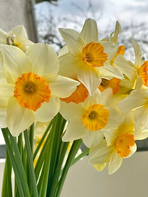 ~Flowers Daffodils Aesthetic, Yellow Flowers Aesthetic, Daffodil Bouquet, Daffodil Flowers, Fav Flower, Gladiolus Flower, Narcissus Flower, Flower Guide, Yellow Daffodils