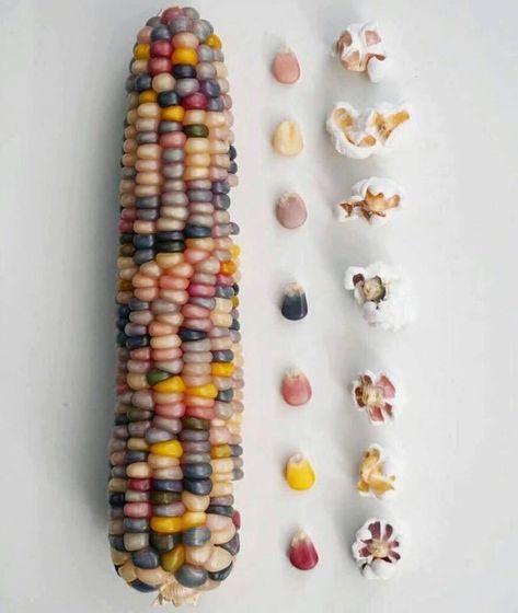 30 Things that are kinda cool to look at. Colored Corn, Rainbow Corn, Flint Corn, Rainbow Popcorn, Glass Gem Corn, Colored Popcorn, Violet Garden, Indian Corn, Food Forest