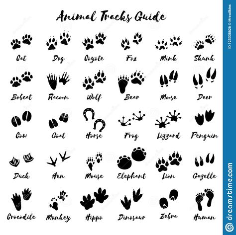 Animal Tracks In Snow, Animal Print Tattoo, Forest Animals Theme, Bear Paw Print, Animal Footprints, Bone Tattoos, Paw Tattoo, Animal Tracks, Foot Print