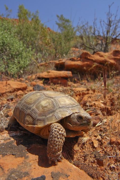 Mojave Desert Tortoise (Gopherus agassizii and Gopherus morafkai) are species of tortoise native to the Mojave desert and Sonoran desert of the southwestern United .States.. Desert Turtle, Russian Tortoise Diet, Tortoise Enclosure, Russian Tortoise, Tortoise Care, Tortoise Habitat, Desert Tortoise, Sulcata Tortoise, Tattoo Nature