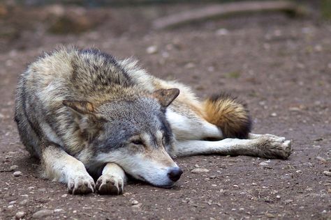 Wolves Laying Down, Wolf Laying Down, Wolf Sleeping, Draw A Wolf, Sleeping Wolf, Wolf Poses, Wolf People, Wolf Stuff, Wolf Photography