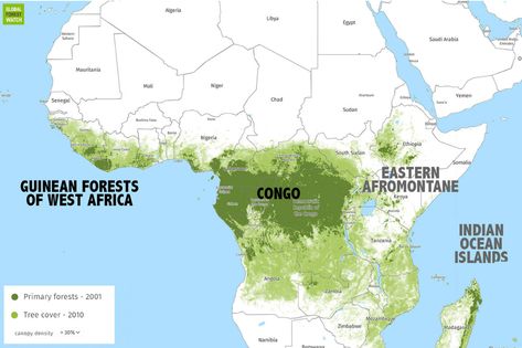 Most of Africa's remaining rainforests are found in the Congo river basin on the Atlantic Ocean side of the continent. The Congo rainforest is famous for its gorillas, chimpanzees, and elephants as well as its native population of forest dwellers known as pygmies. Rainforest Map, Congo Rainforest, Congo Basin, Rainforest Ecosystem, African Rainforest, Amazon Animals, Congo River, Responsible Tourism, River Basin