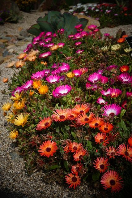 Mesembryanthemum 'Magic Carpet Mix' (Ice plant) Plant Shopping, Sloped Backyard, Ice Plant, Sloped Garden, Coastal Gardens, Tiny Plants, Home Landscaping, Drought Tolerant Plants, Magic Carpet