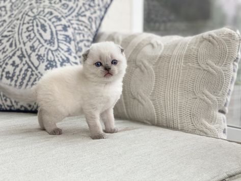 Scottish fold breeders in Oregon Scottish Fold Kitten White, Grey And White Cat Aesthetic, Scottish Fold Cat Aesthetic, Scottish Fold Cat Grey, White Scottish Fold, Scottish Fold Kitten, Scottish Cat, Scottish Fold Kittens, Scottish Fold Cat