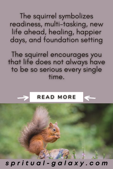 Squirrel Spirit Animal, Spiritual Meaning & Symbolism Squirrel Spirit Animal, Chipmunk Spiritual Meaning, Squirrel Spirit Animal Meaning, Squirrel Spiritual Meaning, Squirrel Meaning, Squirrel Symbolism, Mercury Retrograde Quotes, Squirrel Quotes, Squirrel Aesthetic