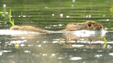 Wild Rabbits, Swamp Rabbit, Basic Science, Swamp Creature, Flemish Giant, Boykin Spaniel, Fun Facts About Animals, Large Rabbits, First Grade Science