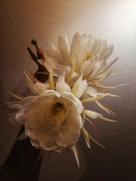 #kadupul #rare #flower #srilanka Kadupul Flower, Epiphyllum Oxypetalum, Wijaya Kusuma, Terrestrial Plants, Scientific Name, Moon Garden, Flower Plant, Dark Beauty, Good Morning Images