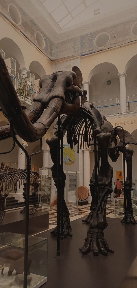 Mammoths skeleton in genealogical museums Marine Archaeology Aesthetic, Mammoth Aesthetic, Dinosaur Skeleton Aesthetic, Animal Bones Aesthetic, Mammoth Skeleton, American Museum Of Natural History Aesthetic, Academia Aesthetic, Dark Academia Aesthetic, Dark Academia