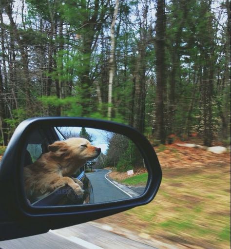 Road Trip With Dog, Dog Haircuts, Dog Adventure, Car Rides, Funny Dog Pictures, Summer Road Trip, Summer Dog, Dog Car, Dog Travel