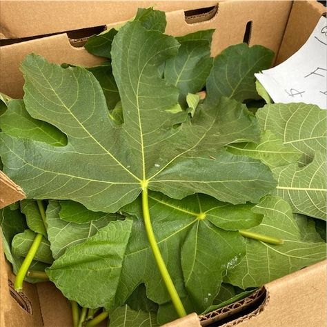 Fig leaves are a valuable yet often underutilized part of the fig tree, offering a range of health benefits from blood sugar regulation to improved cardiovascular health. Fig Leaf Tea, Health Benefits Of Figs, Small Fruit Trees, The Fig Tree, Turmeric Recipes, Fig Recipes, Natural Healing Remedies, Fig Leaves, Organic Living