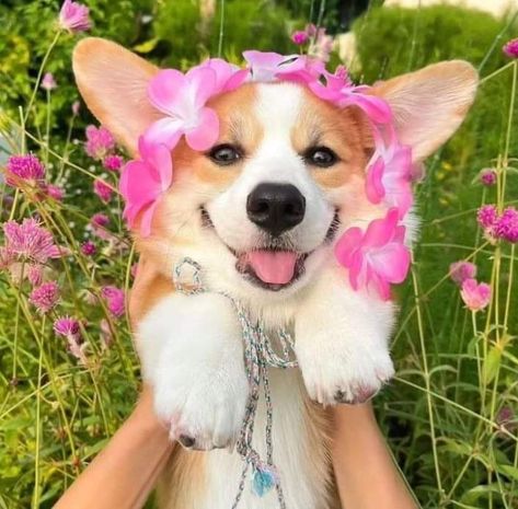 'Say' yes if you are a corgi lover.🥰 Corgi Meme, Funny Corgi Pictures, Cute Corgi Puppy, Corgi Art, Corgi Pictures, Welsh Corgi Puppies, Corgi Funny, Cute Dog Photos, Corgi Puppy